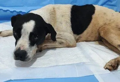 Mulheres encomendam tortura e morte dos próprios cachorros por R$ 300