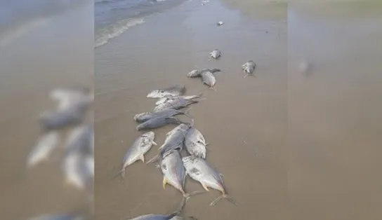 VÍDEO: diversos peixes mortos são encontrados na braia de Cabuçu, na Bahia; moradores falam em pesca com bomba