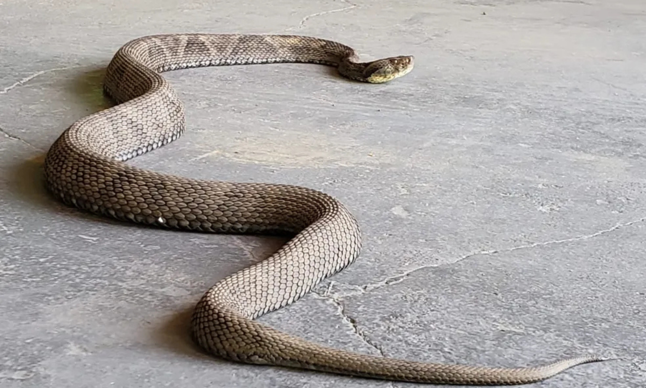 Jararaca é encontrada em escola. Foto: Reprodução | Fujama (Imagem ilustrativa)