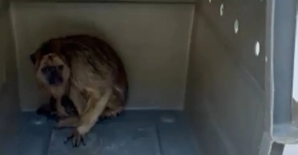 Macaco mantido ilegalmente em cativeiro é resgatado na Bahia