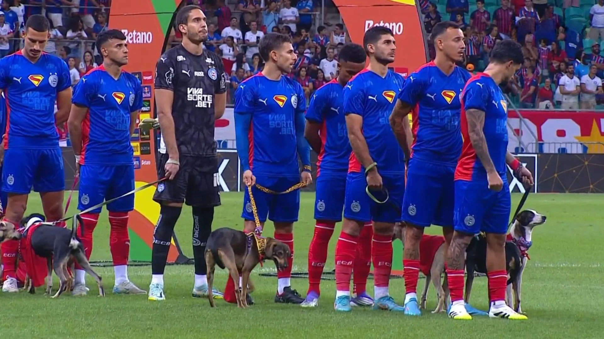 Cachorros entraram em campo com jogadores do Bahia