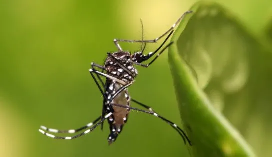 Começa a semana de mobilização em combate ao Aedes aegypti na Bahia