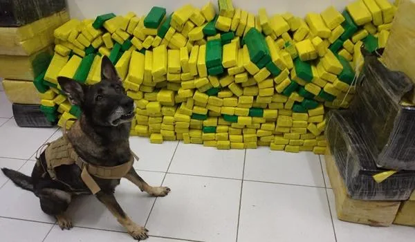 Cadela da Rondesp descobre 1,5 tonelada de maconha escondida em caminhão, assista