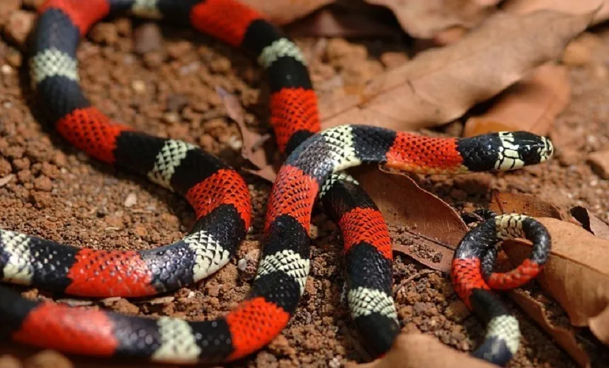 Cobra coral é encontrada em depósito de merenda escolar de escola em Itamaraju