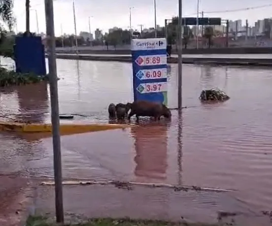 VÍDEO: capivaras são filmadas nadando em alagamento em SP