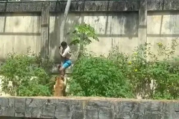 Imagem do homem sendo morto por leoa 