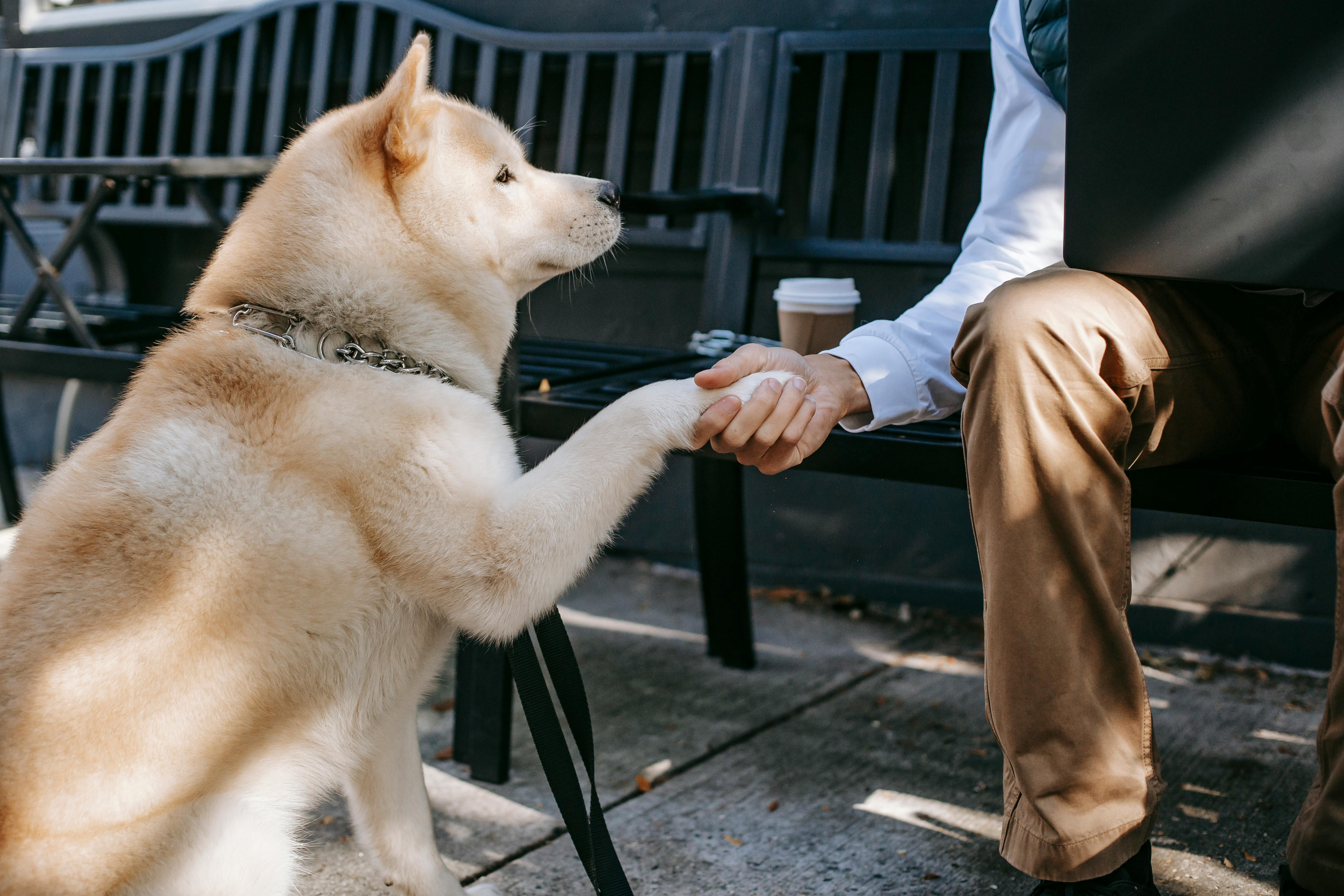 O cachorro é o melhor amigo do homem. Foto: Ilustração | Pexels