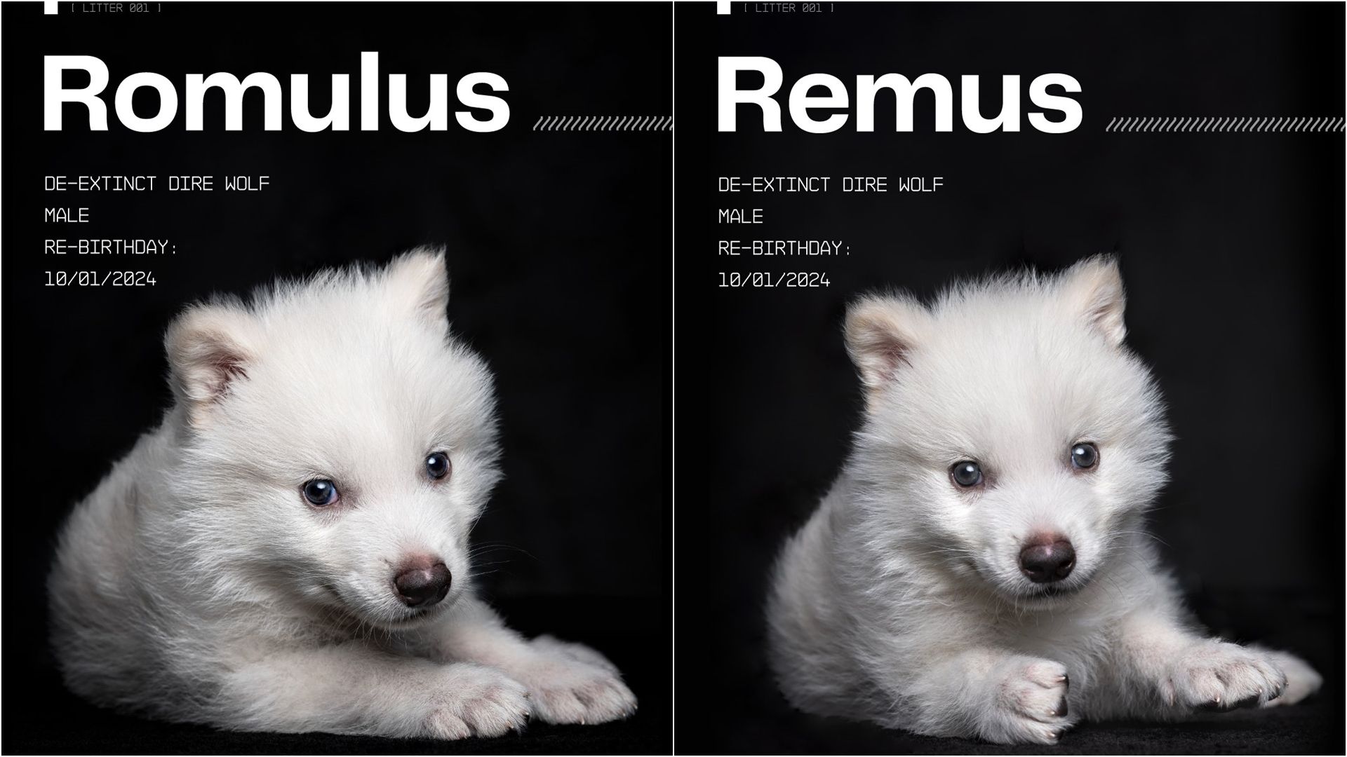 Os filhotes de 'lobo-terrível' Rômulo e Remo. Ainda não foi divulgada imagem da fêmea | Colossal