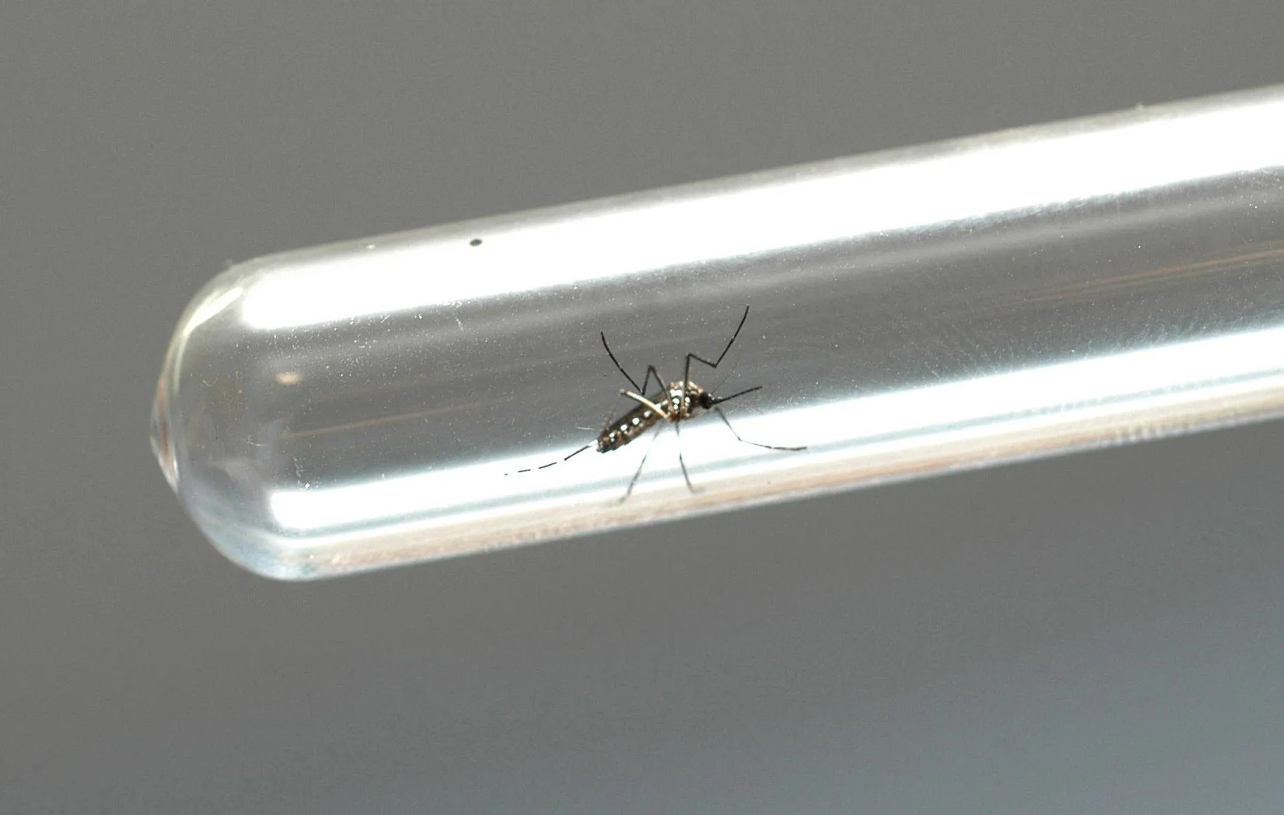 DENGUE NA BAHIA: com 175 municípios em epidemia, estado realiza Semana de Mobilização