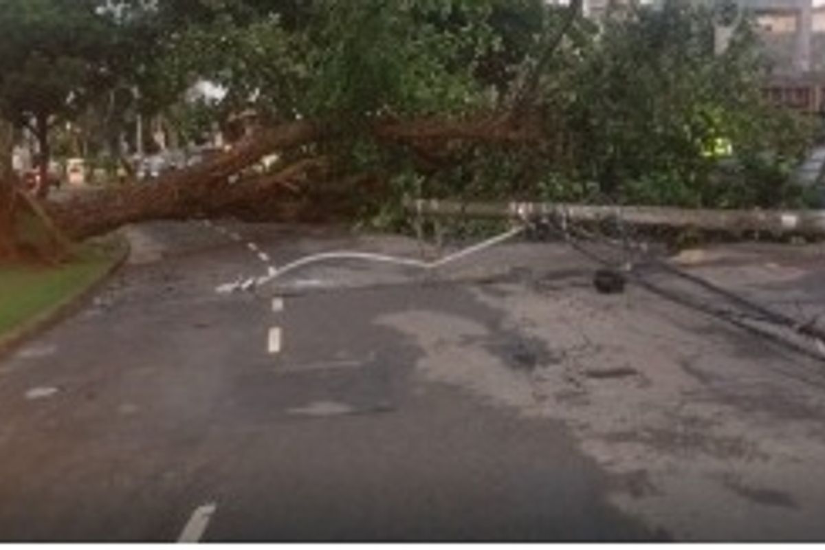 Ventos fortes derrubam &aacute;rvore no Caminho das &Aacute;rvores. Foto: Reprodu&ccedil;&atilde;o