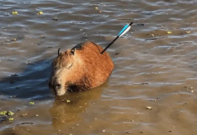 Capivara morre após ser atingida por flecha em SP