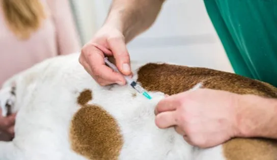 Tem ou quer ter um pet? Shopping de Salvador oferece vacinação gratuita contra raiva e sedia feira de adoção no fim de semana