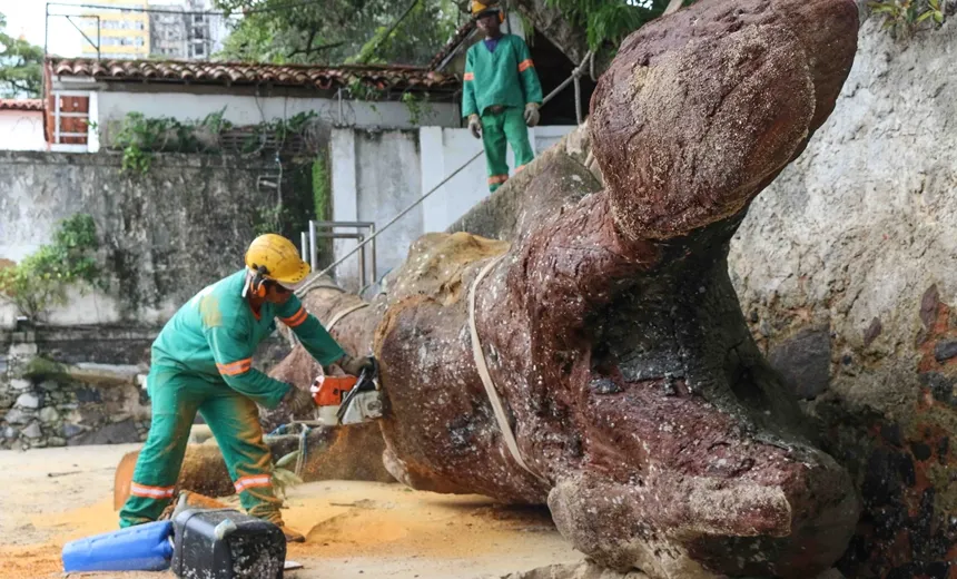 Tronco de cinco toneladas é removido da Capitania dos Portos da Bahia