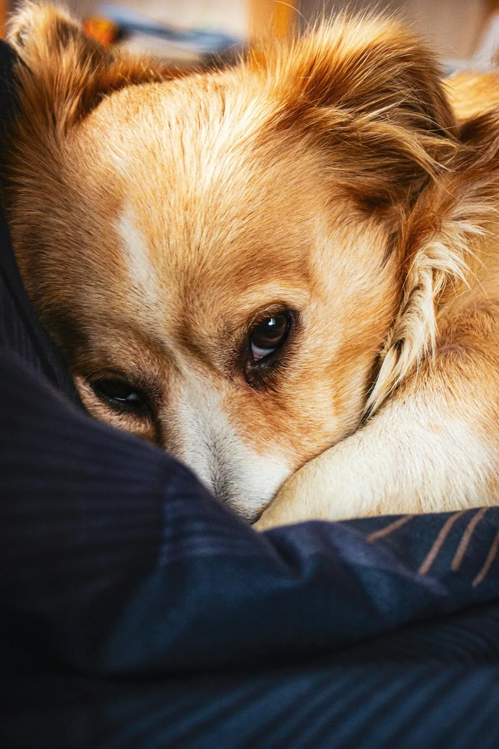 Como proteger os pets do barulho dos fogos de artifício no Ano Novo?