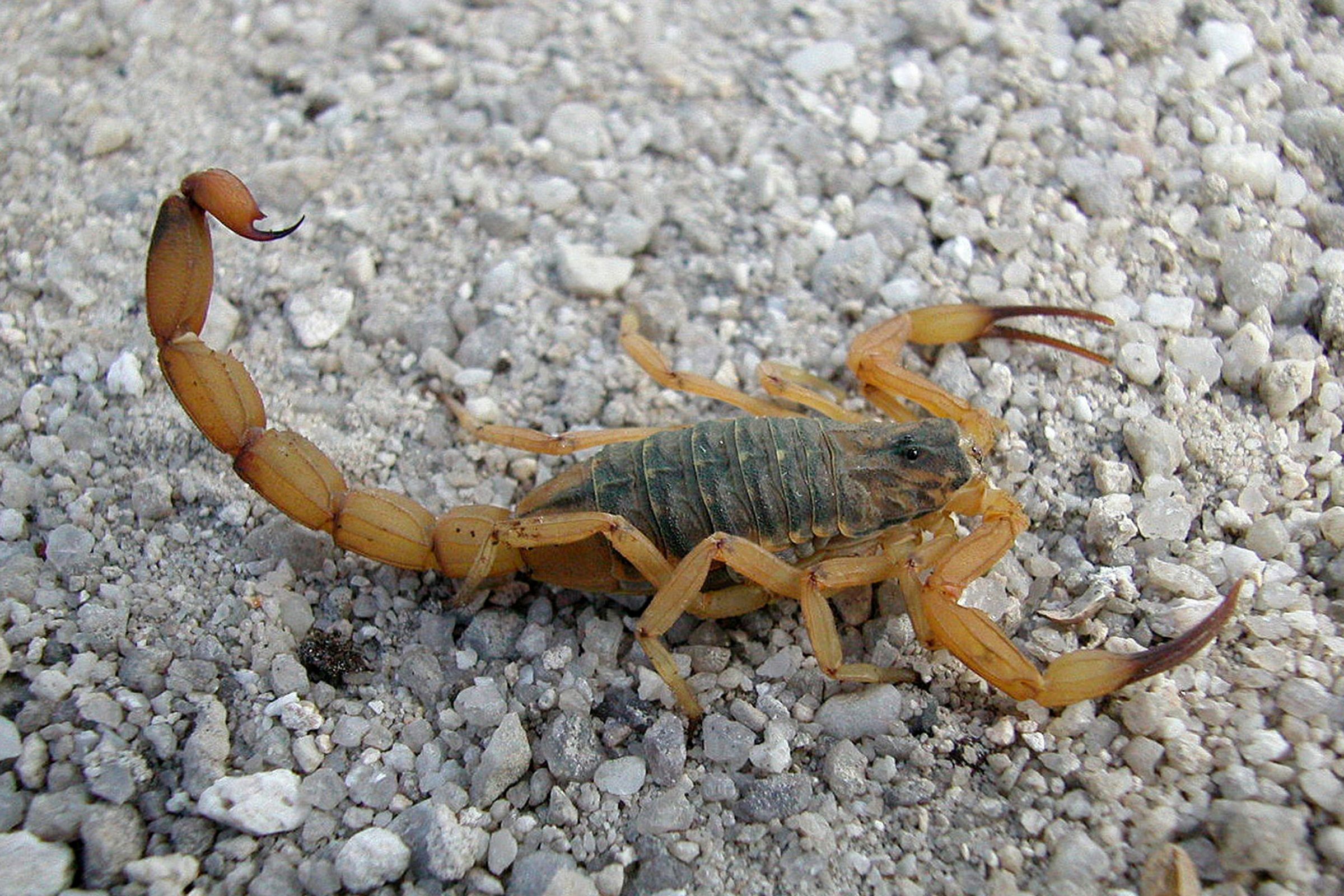 Escorpião Amarelo