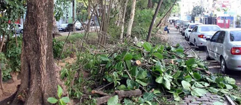 VERDE EM RISCO: Prefeitura confirma poda de 5 mil árvores, mas diz que “por enquanto” não haverá derrubada