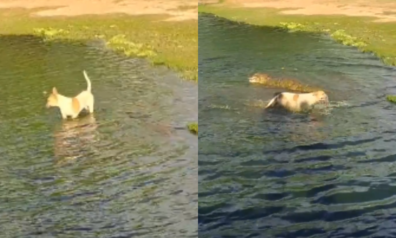 Jacaré ataca cachorro em lagoa. | Foto: Redes Sociais