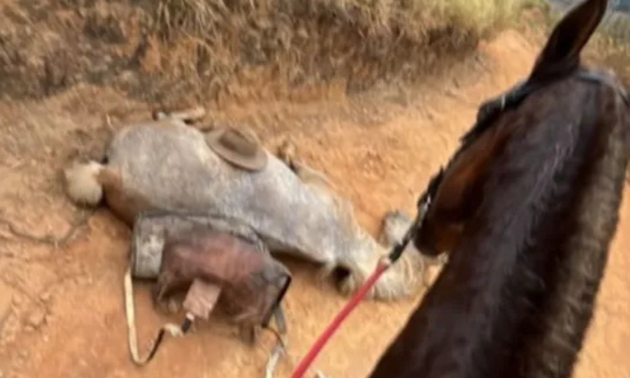 'Cortei por cortar', confessa homem que mutilou patas de cavalo.Foto: Reprodução