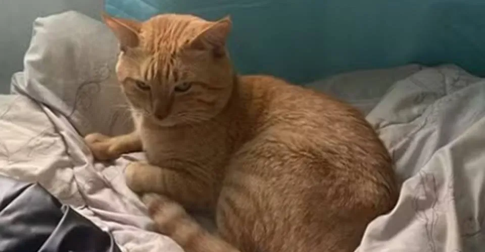 Gato ataca tutora e faz família 'refém' em São Paulo; entenda o caso