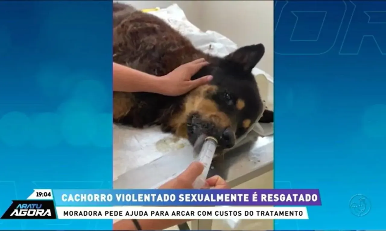 Cachorro violentado sexualmente é encontrado com preservativo e resgatado