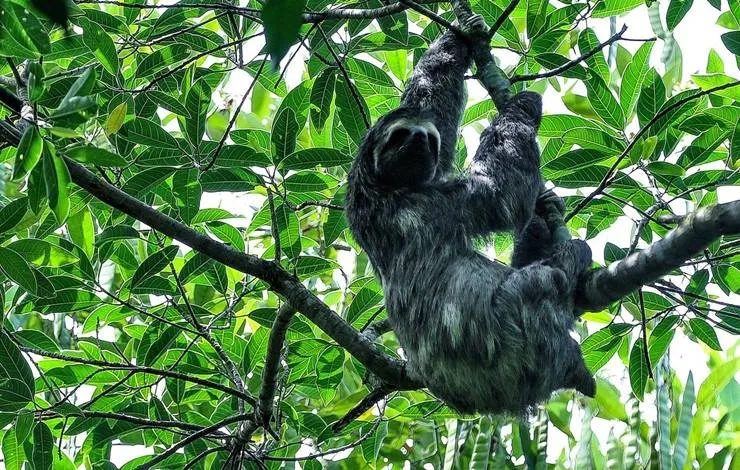 Mata Atlântica é bioma com maior número de espécies ameaçadas no Brasil