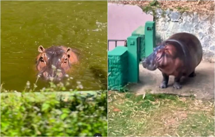 Um amor para 'Glória'? Hipopótamo vindo do sul do país é o mais novo morador do Zoológico de Salvador