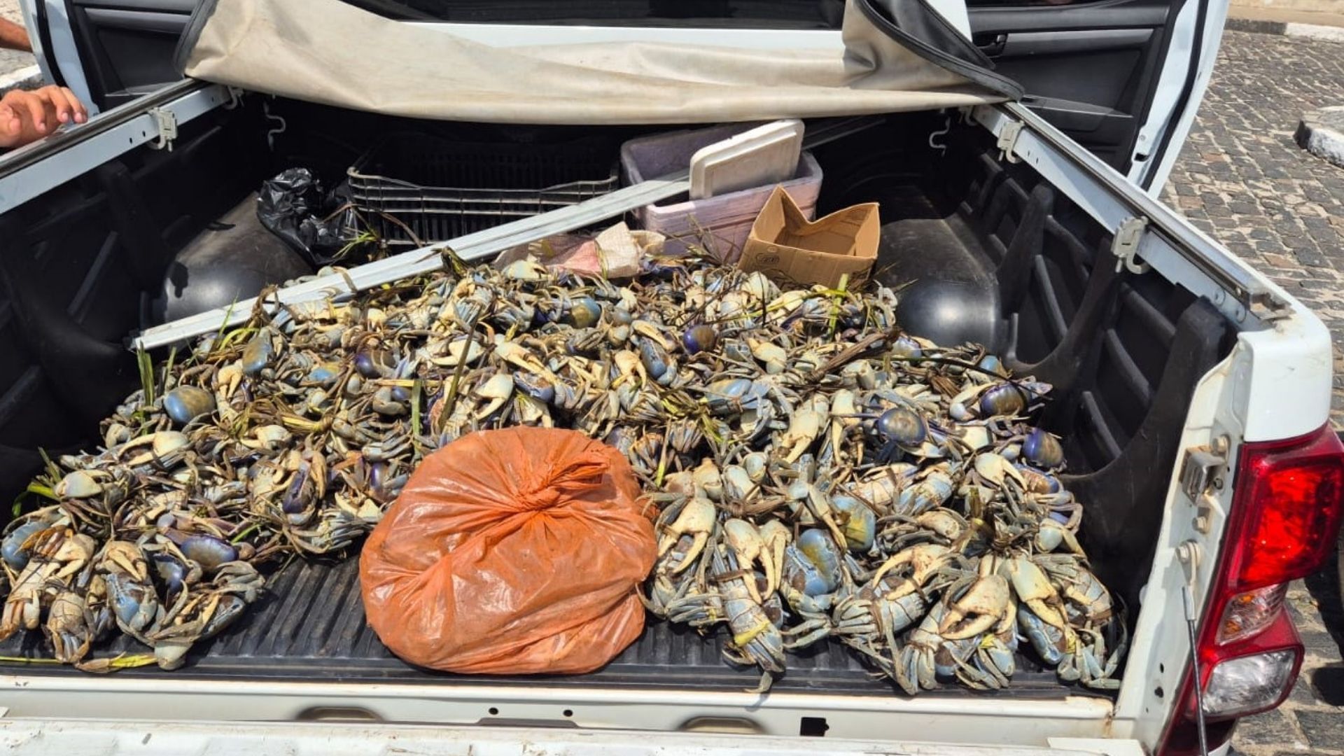 Fiscaliza&ccedil;&atilde;o apreende mais de 1,5 mil caranguejos no sul da Bahia; Foto: CIPPA Porto Seguro