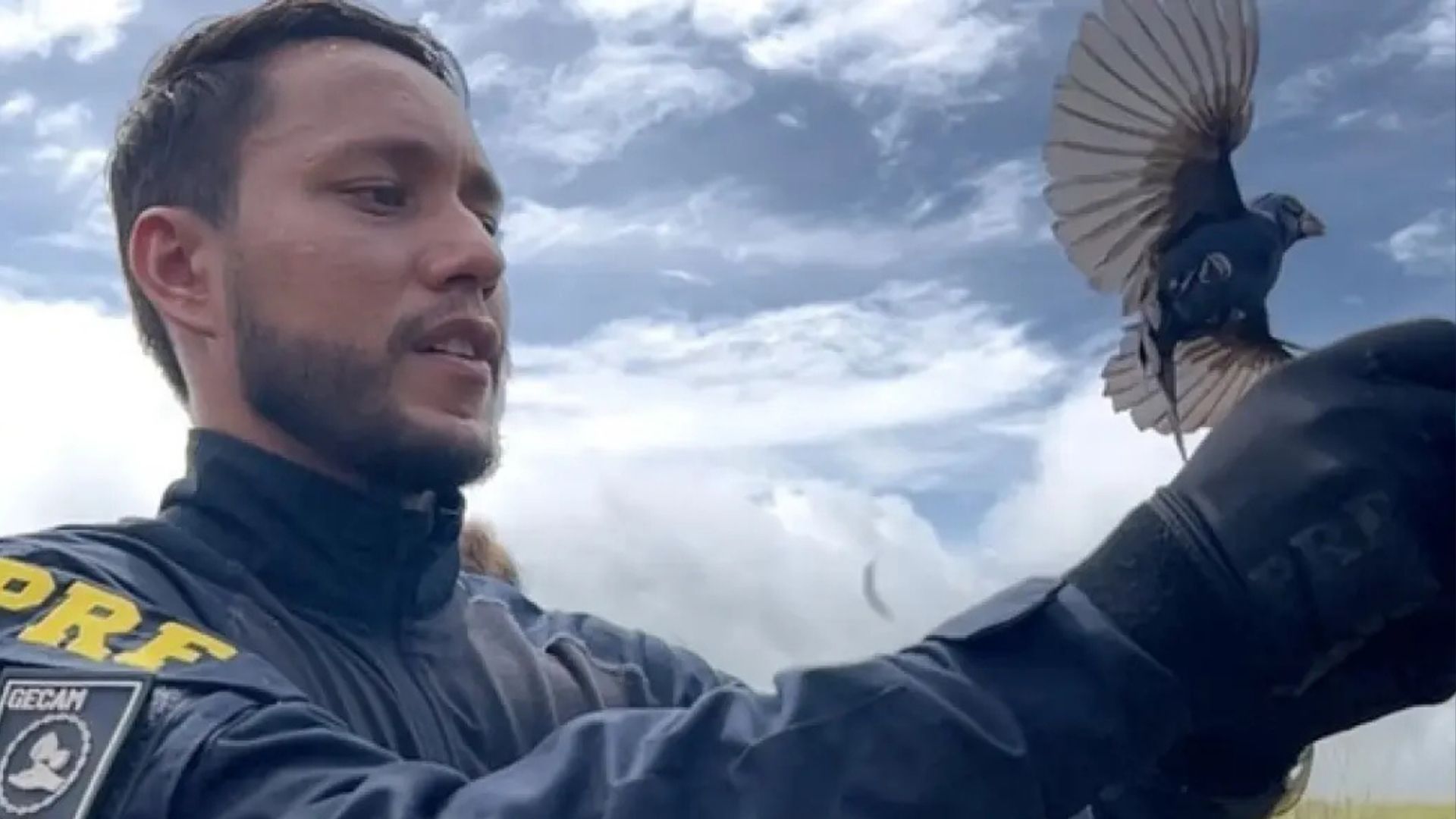 Tr&aacute;fico de animais nas estradas da Bahia resulta em quase 20 mil apreens&otilde;es