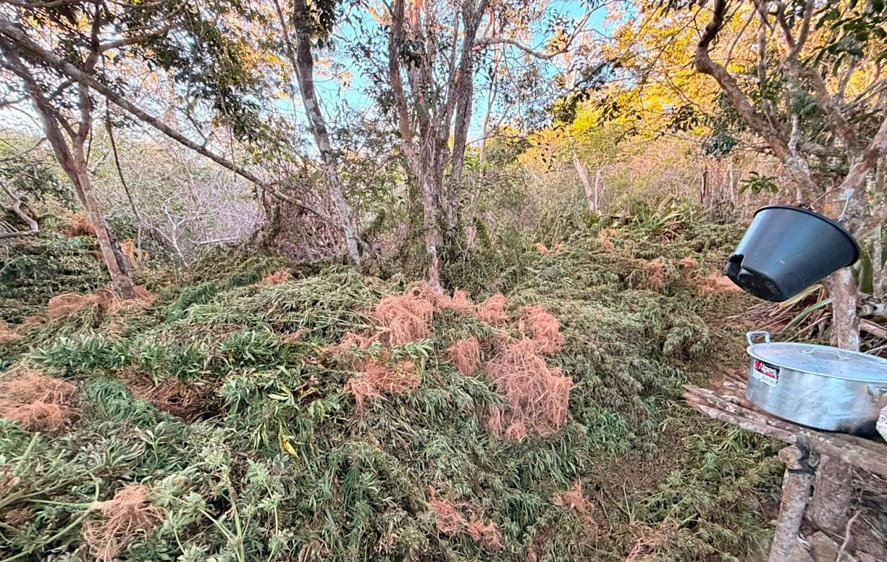 A Pol&iacute;cia Civil destruiu 1,5 tonelada de maconha durante opera&ccedil;&otilde;es em Morro do Chap&eacute;u, na Chapada Diamantina. Foto: Ascom/PCBA