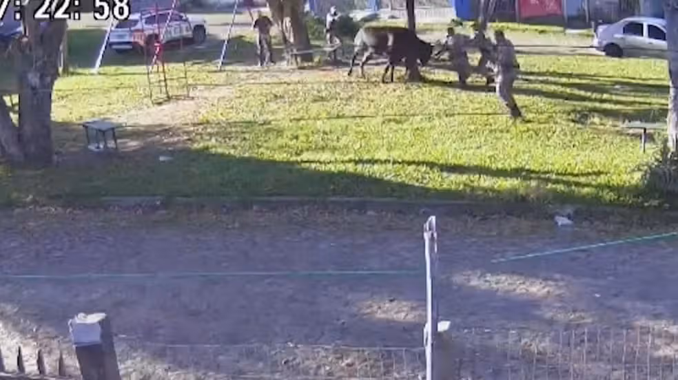 Touro Ataca P Ms E Pedestres E É Abatido, Em Porto Alegre (rs) Reprodução