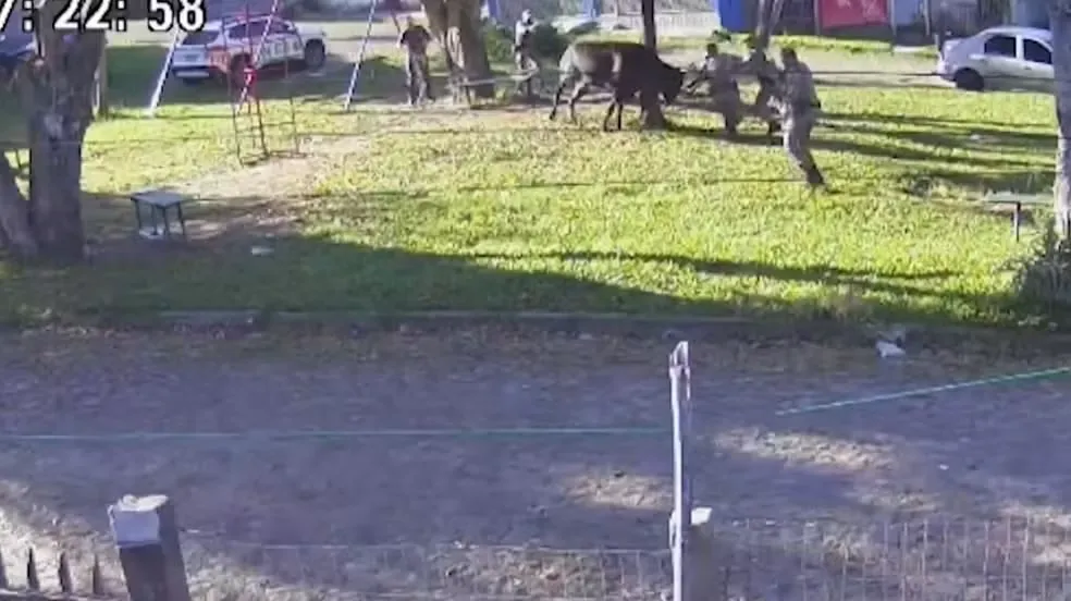 Touro é abatido após atacar pedestres e policiais em Porto Alegre; vídeo