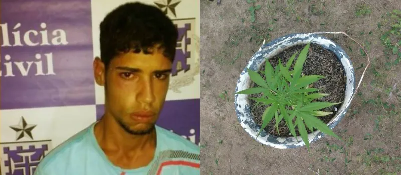 AMÉLIA RODRIGUES: Jovem é preso com pé de maconha em casa