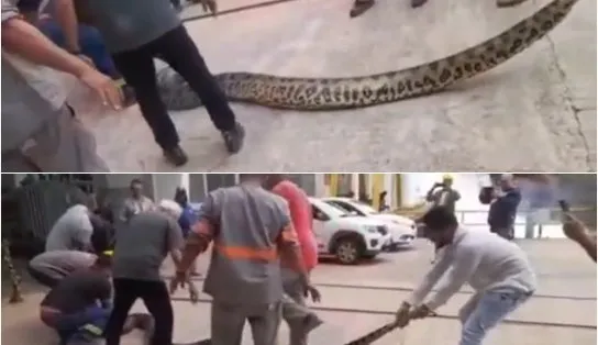 Sucuri de quase cinco metros é encontrada em Usina da Chesf; oito pessoas carregaram o animal