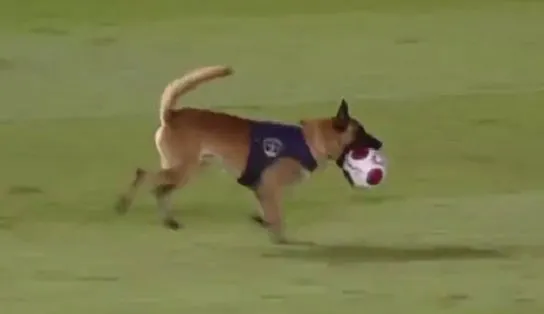 O K9 está diferente: cachorro da PM de Pernambuco invade jogo entre Náutico e Retrô, rouba a bola e sai correndo; veja vídeo