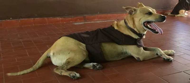 RODO: Conheça o cachorro da Rondesp que já tomou tiro, venceu o câncer e namora todos os dias