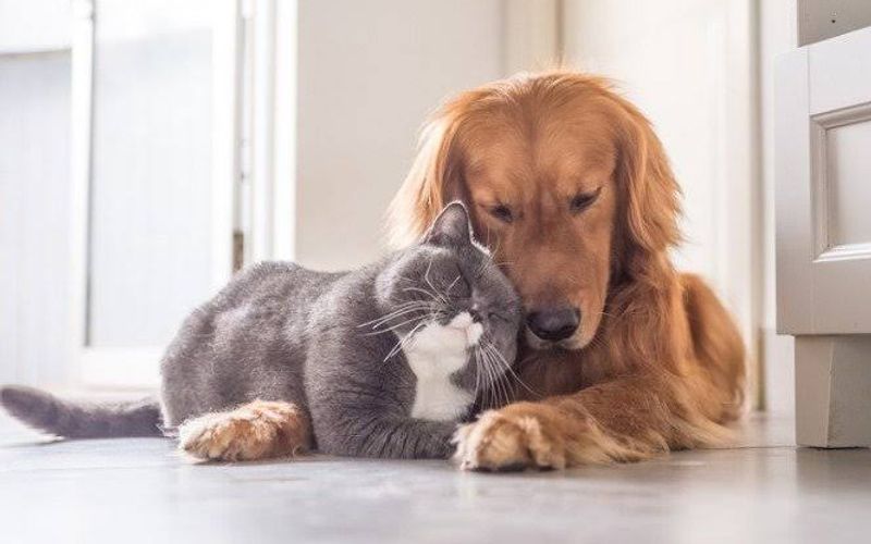 A raiva &eacute; uma zoonose, ou seja, uma doen&ccedil;a que pode ser transmitida dos animais para os seres humanos por meio de mordidas, arranh&otilde;es ou contato da saliva com feridas/Foto: Freepik