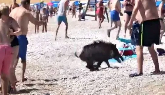 Mulher é atacada por javali em praia da Espanha; animal saiu do mar e partiu para o combate