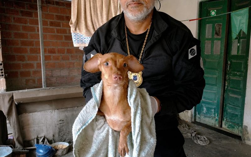 Organiza&ccedil;&otilde;es de prote&ccedil;&atilde;o animal alertam que a reprodu&ccedil;&atilde;o irregular de c&atilde;es frequentemente resulta em abandono, superlota&ccedil;&atilde;o e condi&ccedil;&otilde;es prec&aacute;rias de cria&ccedil;&atilde;o/Foto: Rose Amorim/Ascom PCBA