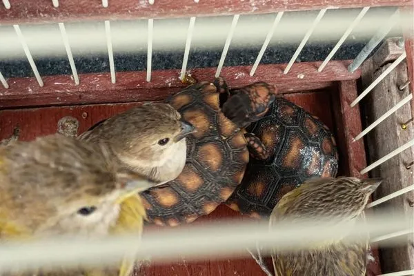 Duas pessoas são presas suspeitas de tráfico de animais silvestres na Bahia