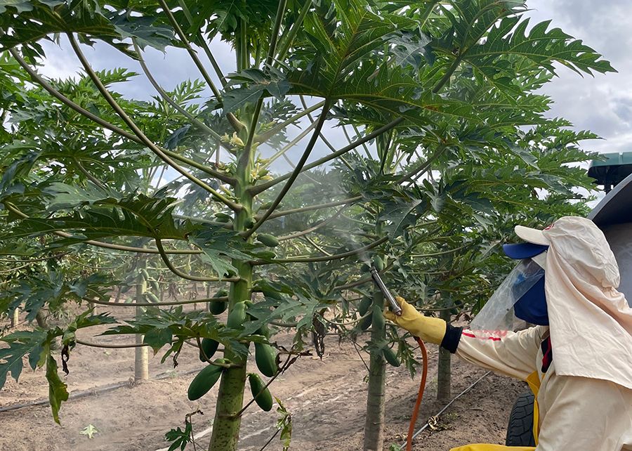 Protetor solar para plantas é estudado em diversos cultivos desde 2021. Foto: Reprodução / Embrapa