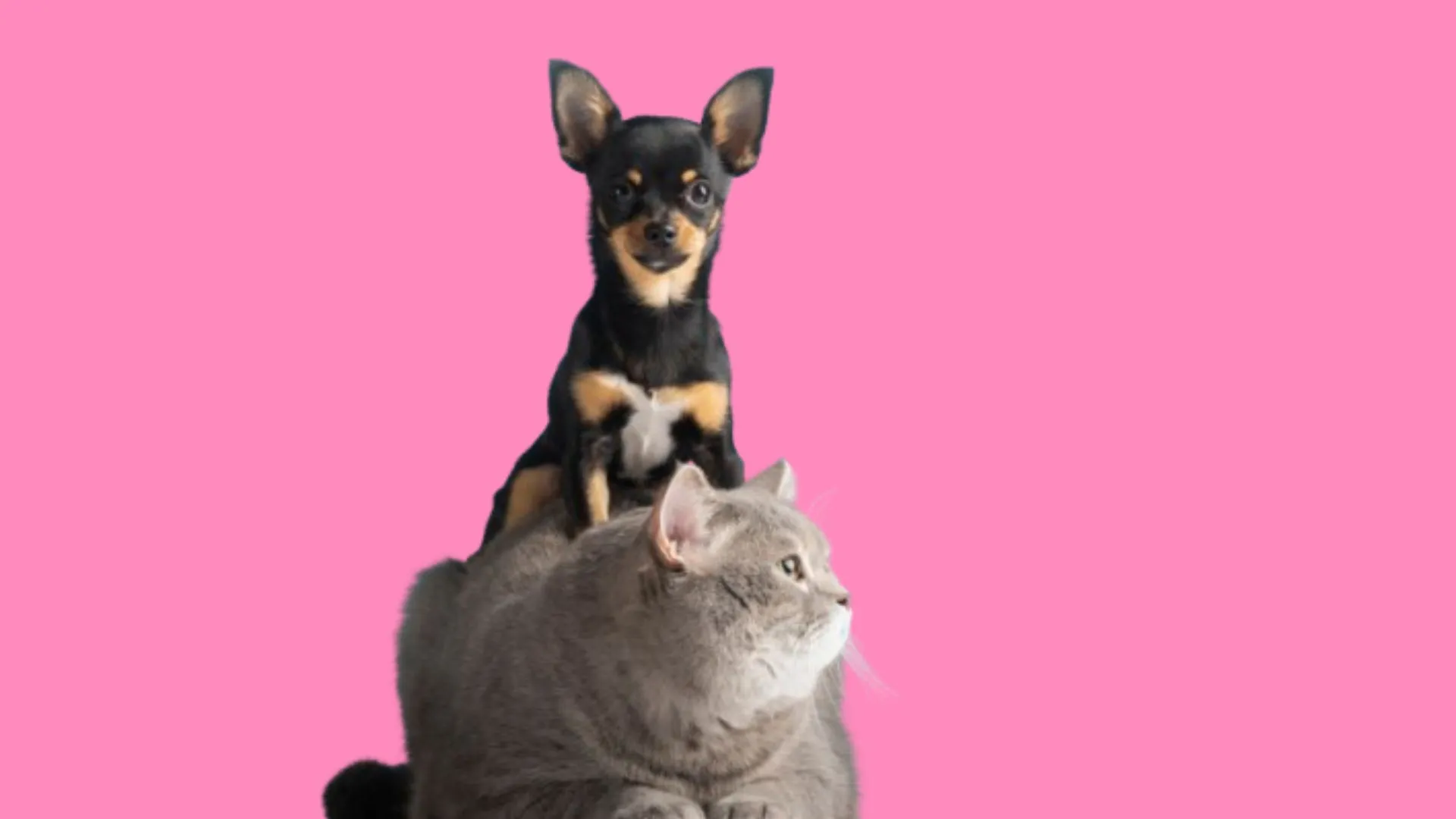 Ação promove serviços contra câncer de mama em pets. Foto: Freepik