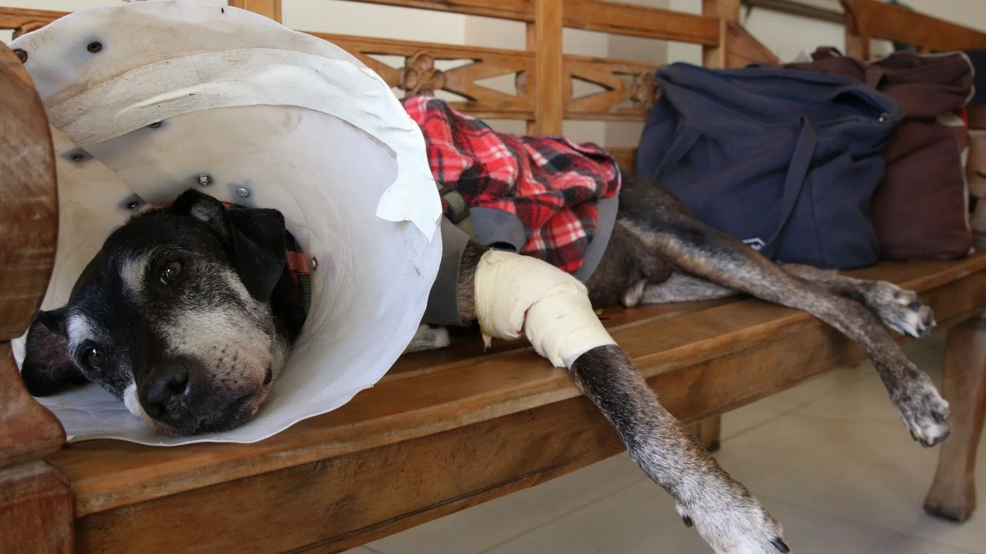 Clínicas veterinárias passam a ter que denunciar casos de maus-tratos