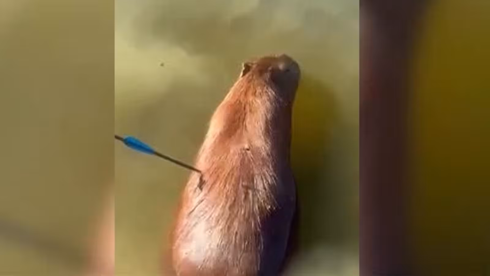 Capivara Chegou a Ser Resgatada Por Uma Equipe Do Grupamento N&aacute;utico Da Gcm