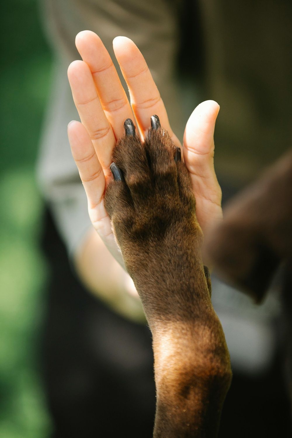 Em 2022, estudos anteriores já haviam mostrado que a interação com cachorros pode aumentar a ativação do córtex pré-frontal. | Foto: Ilustrativa/Pexels