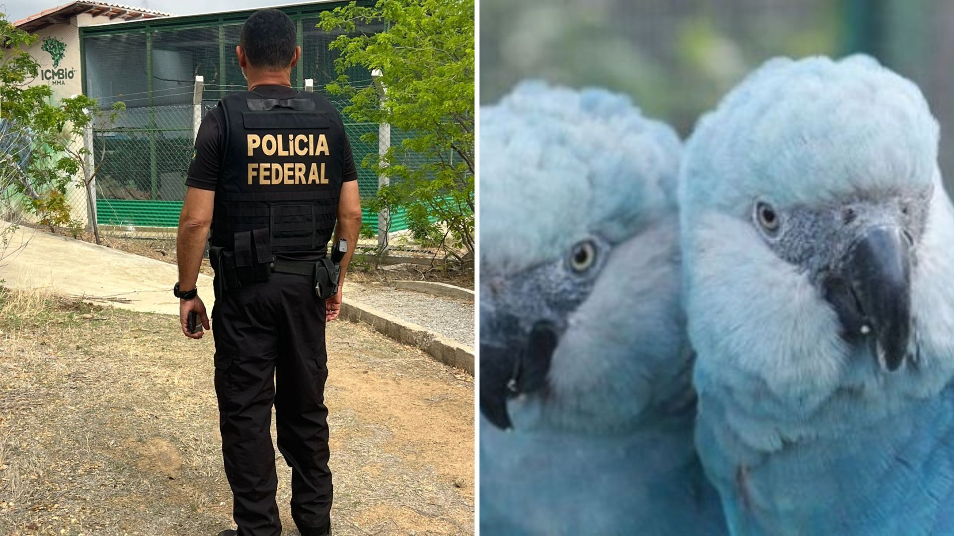 Vírus que ameaça ararinhas-azuis na Bahia. Foto: PF | Camile Lugarini