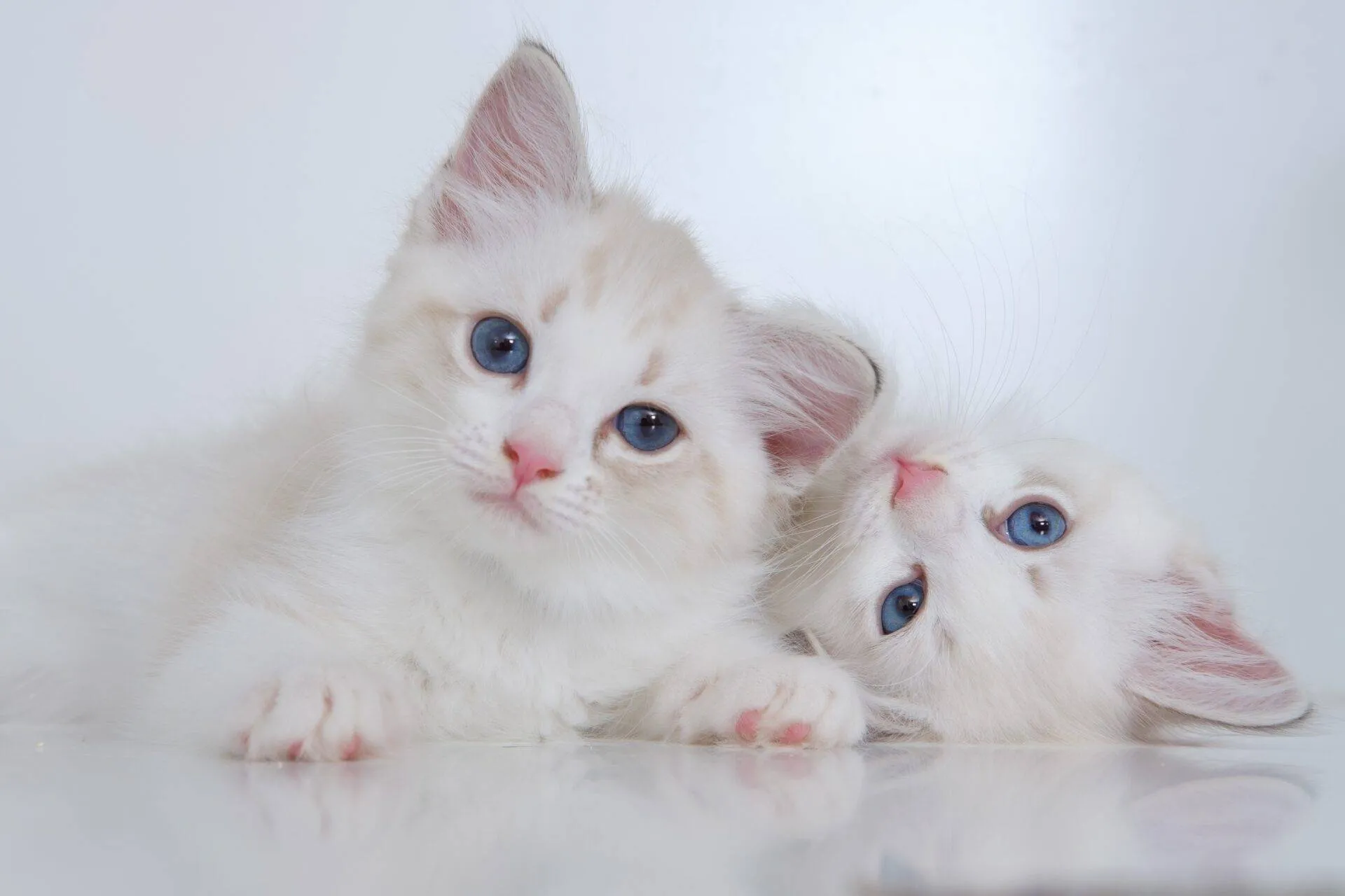 Gatos são as principais vítimas da esporotricose; veja como proteger seu pet
