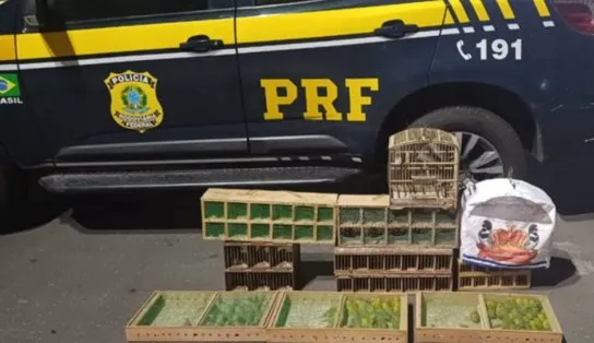 Motorista é preso em flagrante transportando 135 aves silvestres ilegalmente