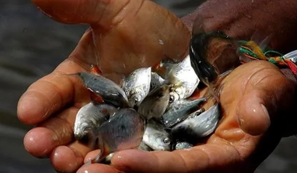 Produção da Bahia Pesca aumenta 40% durante pandemia; mais de mil famílias se beneficiaram com as doações
