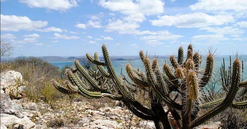 Brasil já perdeu mais de 40% do território da Caatinga, divulga Ibama