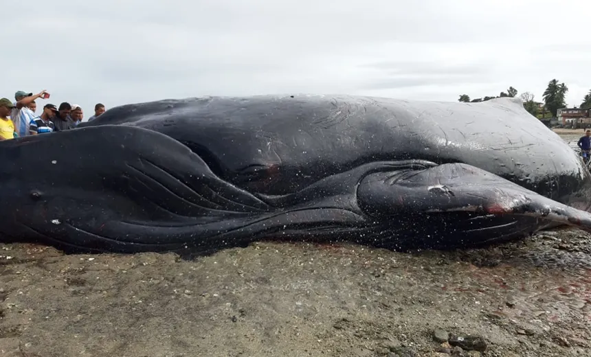 Baleia jubarte encalhada em praia do Subúrbio não resiste aos ferimentos e morre